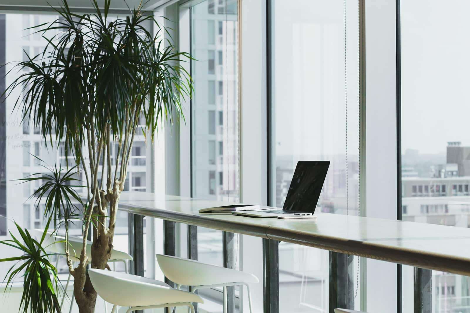 A laptop on a long wood desk beside a tall plant, in a bright office with big windows.